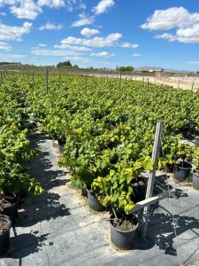 Winorośl na pniu - Vitis vinifera - 50 cm