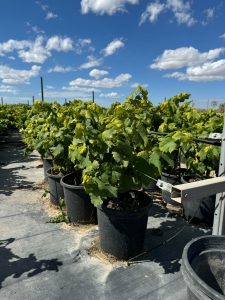Winorośl na pniu - Vitis vinifera - 50 cm