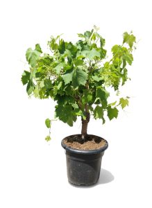 Winorośl na pniu - Vitis vinifera - 50 cm
