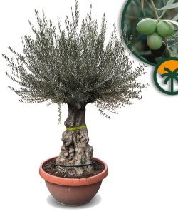 Drzewo oliwne - Olea europaea - Bonsai w dekoracyjnej misie - 100 lat - 220 cm