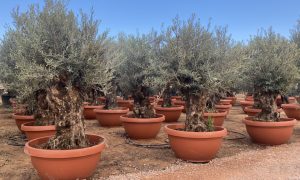 Drzewo oliwne - Olea europaea - Bonsai w dekoracyjnej misie - 100 lat - 220 cm