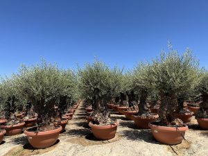 Drzewo oliwne - Olea europaea - Bonsai w dekoracyjnej misie - 100 lat - 220 cm