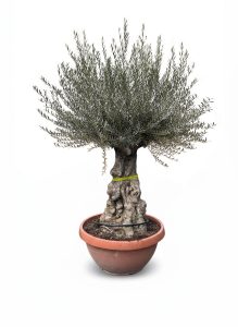 Drzewo oliwne - Olea europaea - Bonsai w dekoracyjnej misie - 100 lat - 220 cm