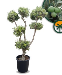 Drzewko oliwne Pom-Pon Multi - Olea europaea - 220 cm
