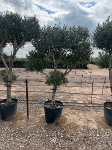 Drzewko oliwne Pom-Pon Multi - Olea europaea - 220 cm