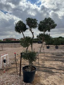 Drzewko oliwne Pom-Pon Multi - Olea europaea - 220 cm