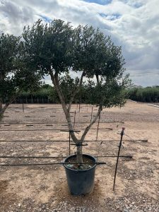 Drzewko oliwne Pom-Pon Multi - Olea europaea - 220 cm