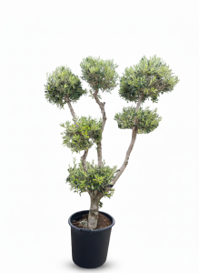 Drzewko oliwne Pom-Pon Multi - Olea europaea - 220 cm