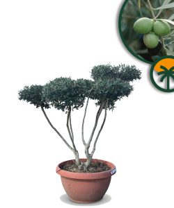 Drzewko oliwne Pom-Pon - Olea europaea - 150 cm