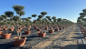 Drzewko oliwne Pom-Pon - Olea europaea - 150 cm