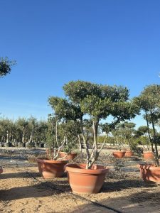 Drzewko oliwne Pom-Pon - Olea europaea - 150 cm