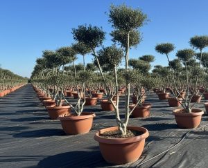 Drzewko oliwne Pom-Pon - Olea europaea - 150 cm