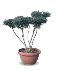 Drzewko oliwne Pom-Pon - Olea europaea - 150 cm