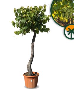 Winorośl na pniu – Vitis vinifera XL – 240 cm