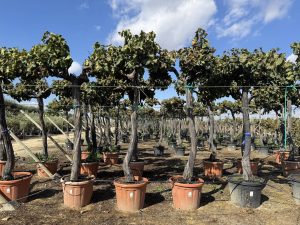 Winorośl na pniu – Vitis vinifera XL – 240 cm