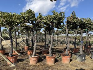 Winorośl na pniu – Vitis vinifera XL – 240 cm