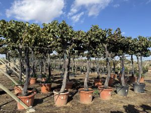 Winorośl na pniu – Vitis vinifera XL – 240 cm