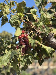 Winorośl na pniu – Vitis vinifera XL – 240 cm