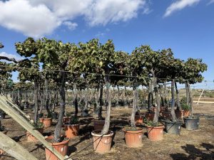 Winorośl na pniu – Vitis vinifera XL – 240 cm