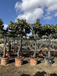 Winorośl na pniu – Vitis vinifera XL – 240 cm