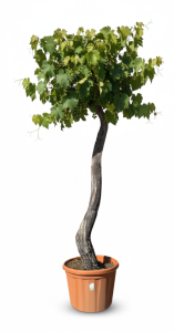 Winorośl na pniu – Vitis vinifera XL – 240 cm