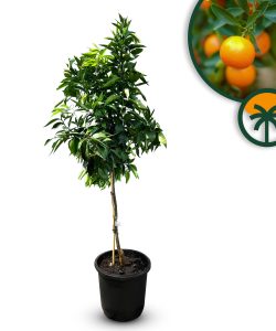 Drzewko mandarynkowe - Citrus reticulata - 150 cm