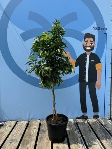 Drzewko mandarynkowe - Citrus reticulata - 150 cm
