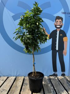 Drzewko mandarynkowe - Citrus reticulata - 150 cm