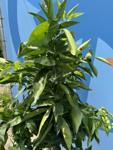 Drzewko mandarynkowe - Citrus reticulata - 150 cm