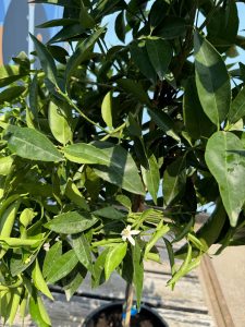 Drzewko mandarynkowe - Citrus reticulata - 150 cm