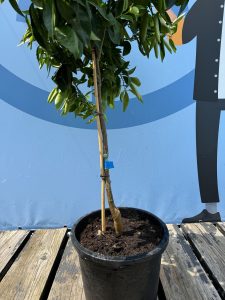 Drzewko mandarynkowe - Citrus reticulata - 150 cm