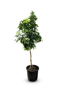 Drzewko mandarynkowe - Citrus reticulata - 150 cm