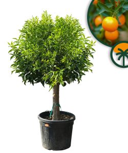 Drzewko mandarynkowe - Citrus reticulata - 180 cm - Jadalne owoce