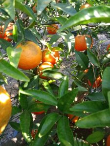 Drzewko mandarynkowe - Citrus reticulata - 180 cm - Jadalne owoce