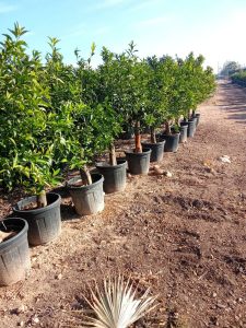 Drzewko mandarynkowe - Citrus reticulata - 180 cm - Jadalne owoce