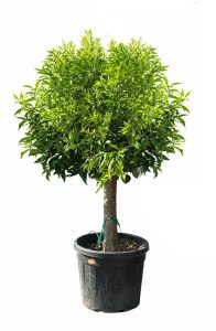 Drzewko mandarynkowe - Citrus reticulata - 180 cm - Jadalne owoce