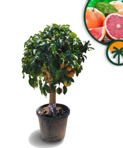 Drzewo grejpfrutowe - Citrus paradisi XL - 180 cm