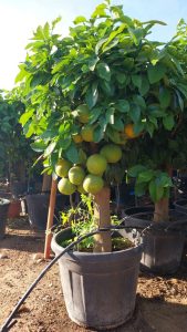Drzewo grejpfrutowe - Citrus paradisi XL - 180 cm