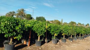 Drzewo grejpfrutowe - Citrus paradisi XL - 180 cm