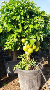 Drzewo grejpfrutowe - Citrus paradisi XL - 180 cm