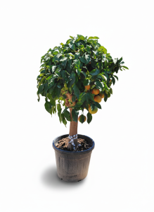 Drzewo grejpfrutowe - Citrus paradisi XL - 180 cm