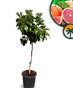 Drzewo grejpfrutowe - Citrus paradisi - 160 cm