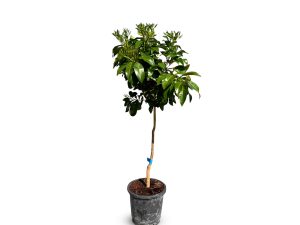 Drzewo grejpfrutowe - Citrus paradisi - 160 cm