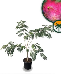 Drzewo perskiego snu - Albizia Ombrella - Wielopniowy - 120 cm