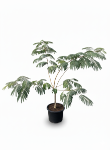 Drzewo perskiego snu - Albizia Ombrella - Wielopniowy - 120 cm