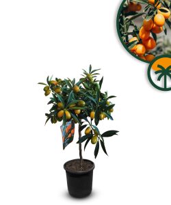 Drzewo cytrusowe - Kumkwat - Citrus fortunella - 90 cm