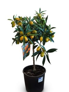 Drzewo cytrusowe - Kumkwat - Citrus fortunella - 90 cm
