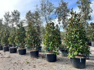 Magnolia grandiflora 'Gallisoniensis' - 240 cm
