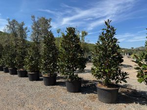 Magnolia grandiflora 'Gallisoniensis' - 240 cm