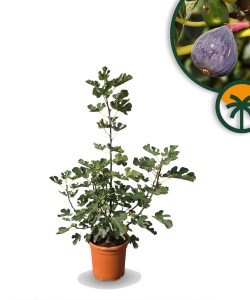 Drzewo figowe w formie krzewu - Ficus carica Brown Turkey - 100 cm